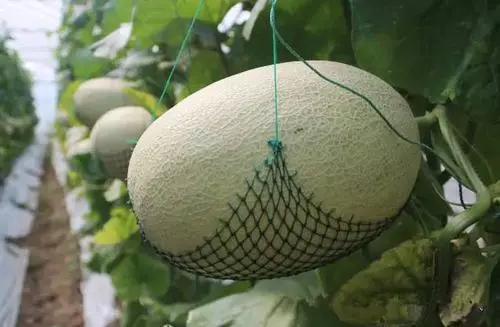 哈密瓜🍈~!@#$%^&*()_+|}{":?><<>?:"{}|+/.,,./;'[]\=-`~！@#￥%……&*（）——+「」|”：？》《“、。，；‘、。，【】、=-